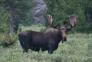 Bull Moose in the wilderness of Maine